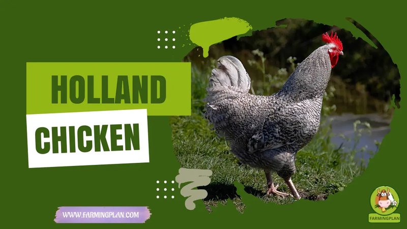 Image: De Chicky Road: Speel Dit Populaire Gokspel Online in Nederland